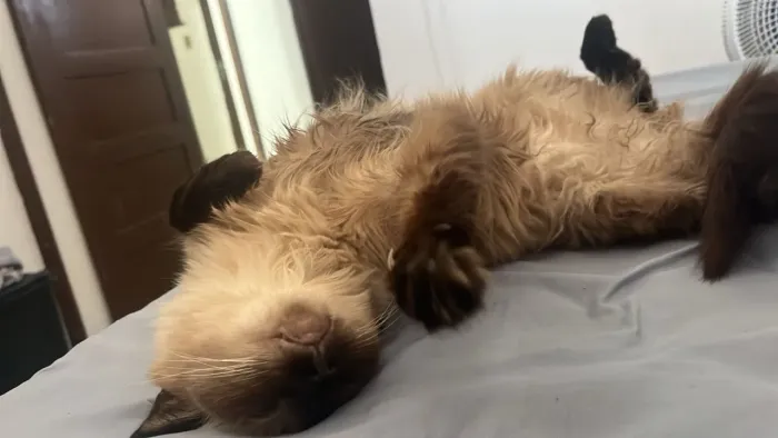 Adoção de gatinha!