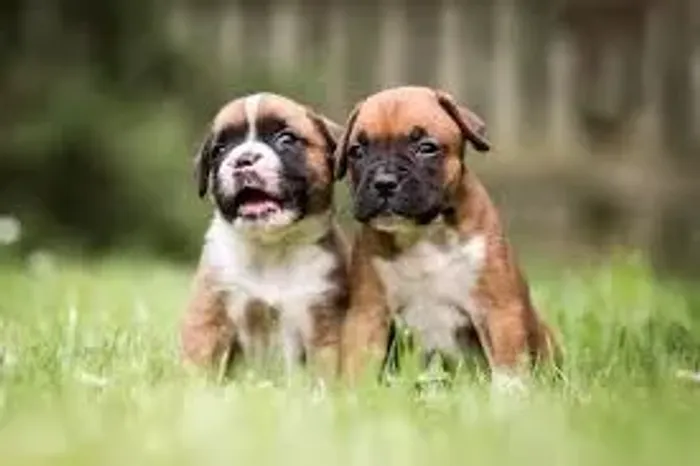 Boxer "Hoje serei extremamente sério."