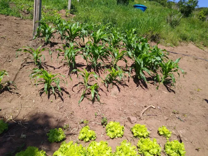 Sítio de 1,5 hectare em Santo Antônio da Patrulha