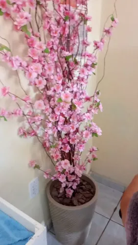 Vaso e planta