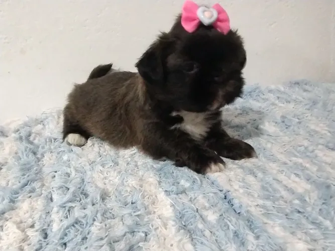 Filhotes de Shitzu 