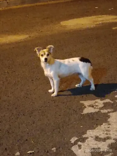 Adoção responsável