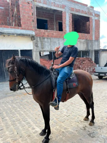 Cavalo MM registrado