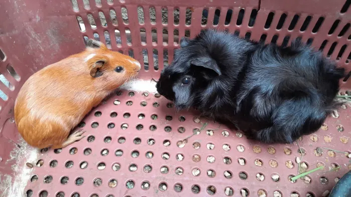 Vendo porquinho da Índia 