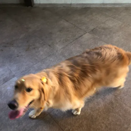 Cachorra golden com pedigree