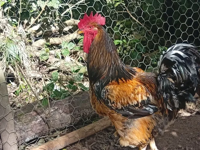 Ovos galado da galinha balão