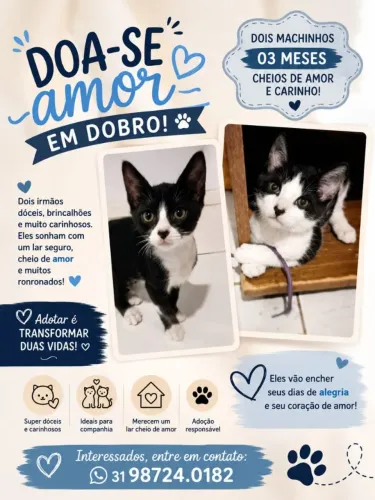 Gatinhos machos para adoção 