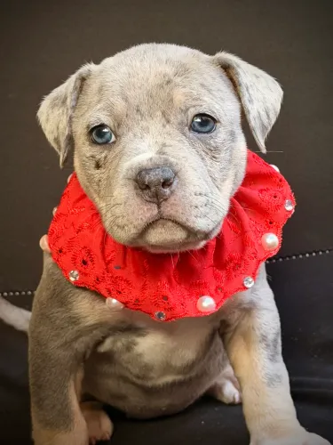 American bully - Merly 