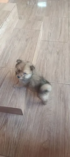 Filhotes Chow Chow c/Akita 