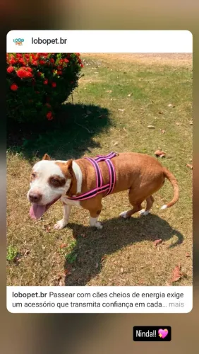 Peitoral reforçado para pit bull