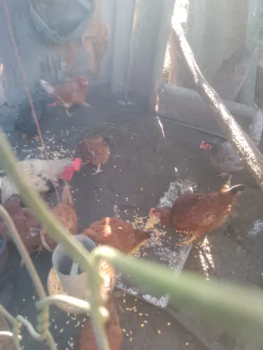 Animais ?