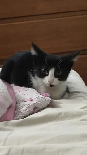 Gato frajola (macho)