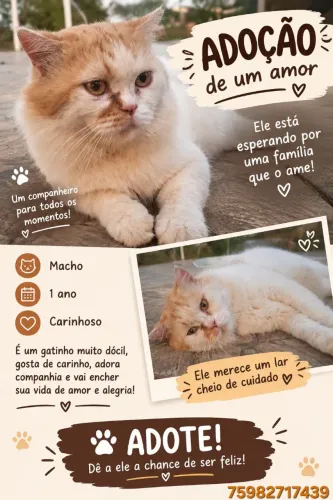 Gatos Raciado com gato persa para a doação