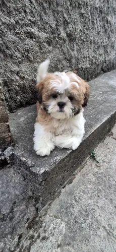 Linda shih-tzu fêmea 3meses