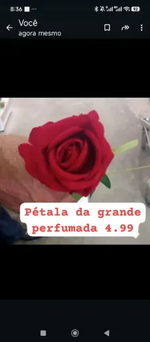 Pétala de rosa da grande perfumada 
