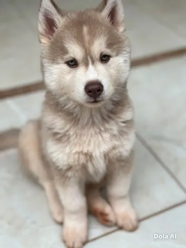 Husky Siberiano - Filhotes prontos para casa!
