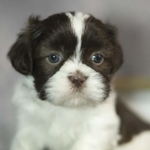Filhotes de Shih Tzu de excelente linhagem e pelagem impecável.