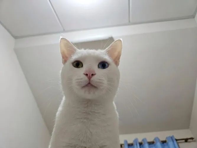 Doa-se gato misto de angora turco