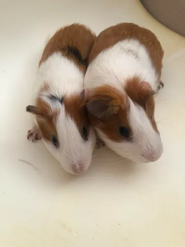 Dois porquinhos da índia macho