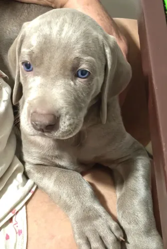 Filhotes de Weimaraner
