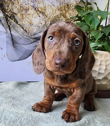 Pequenos e pintadinhos: filhotes de Dachshund arlequim