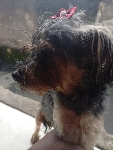 Uma linda menina Yorkshire
