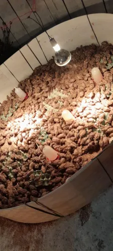 Vendo pintinhos de codornas gigantes, e japonesa