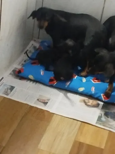 Doação de filhotes de pinscher com basset
