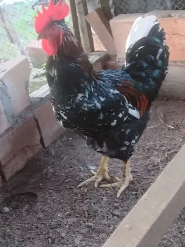 Ovos fértil GSB balão 