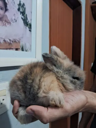 Coelhos Fuzzy  lop fêmeas e machos 