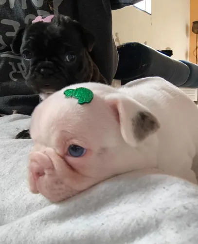 Filhotes de Buldogue Francês 