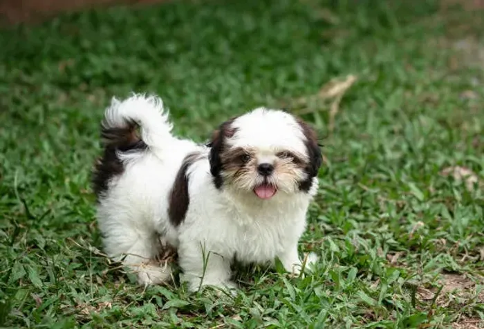 ? Shih Tzu Disponível | Seu Novo Melhor Amigo Está Aqui