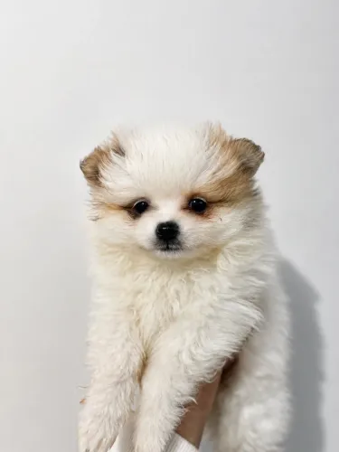 Spitz Alemão Anão - Lulu da Pomerânia