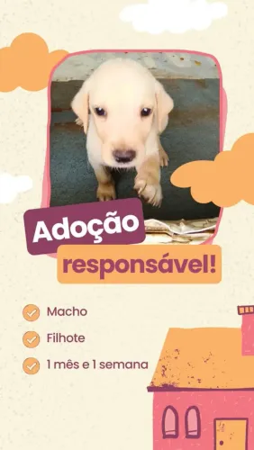 Filhotes para Adoção Responsável