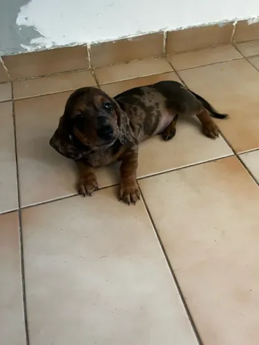 Cachorro