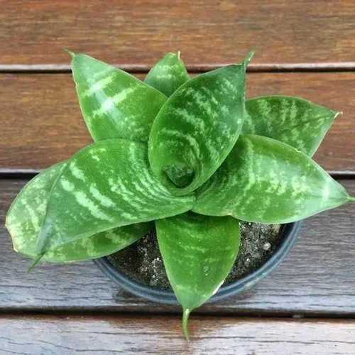 Espadinhas de S. Jorge 