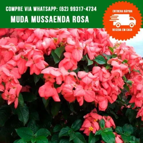 Mudas de Mussaenda Rosa
