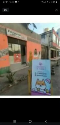 Banho e Tosa Procura Parceiros