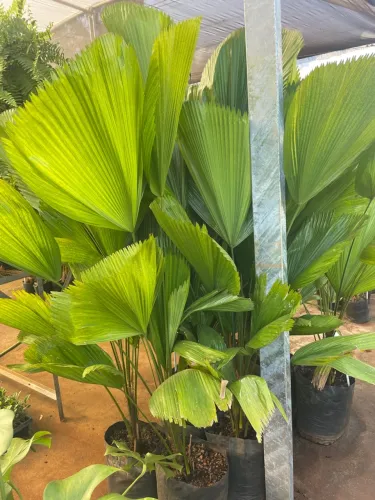 Palmeira Licuala