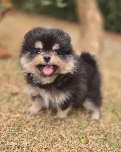 Spitz Alemão Anão - Macho black tan - ursinho com pedigree - Filhote com total segurança