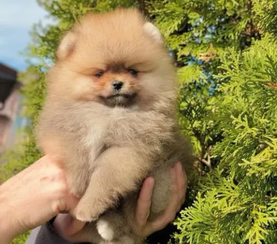 Filhote Spitz Alemão, O lar perfeito para um filhote? O seu!