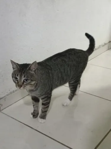 Doação gato castrado 