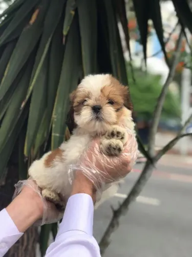 Shih tzu- Filhotes Entregues com Laudo de Saúde e Histórico de Vacinação
