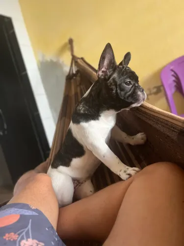 Filhotes Buldogue Francês