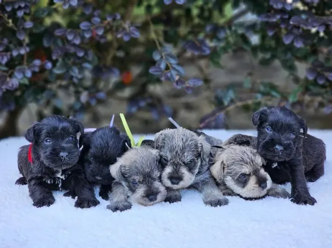 Schnauzer Miniatura | Reserve seu Çãopanheiro