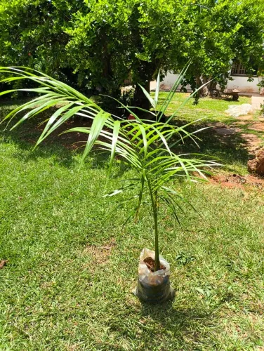 Palmeira Imperial - 1,33m, Pronta para Plantar!