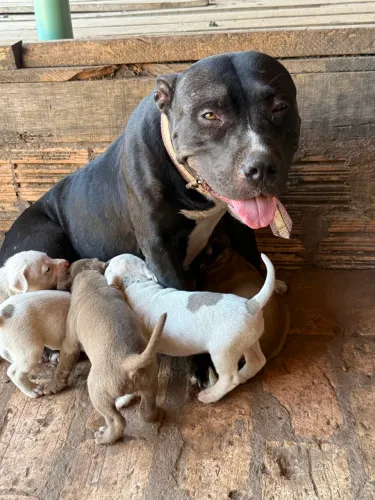 Vendo filhotes de Pitbull