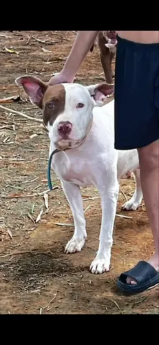 Filhotes de pitbull 