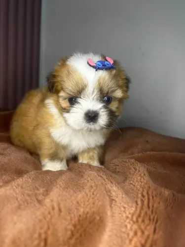 Shih Tzu machinho