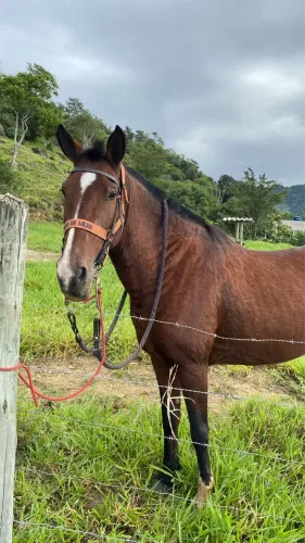 Cavalo ( égua )